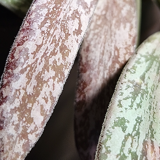 An image of Hoya sigillatis leaves