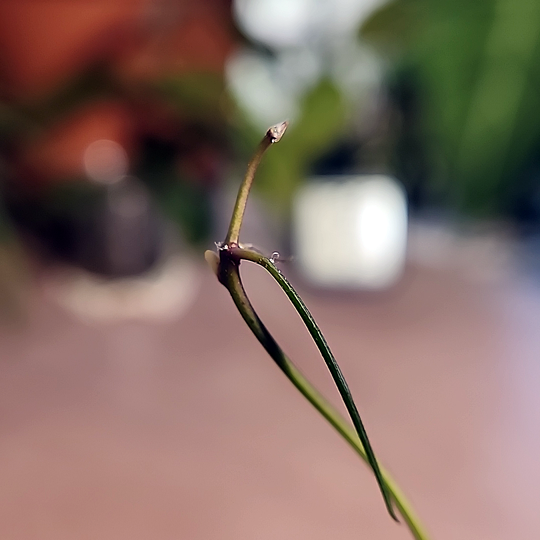 An image of Hoya acicularis