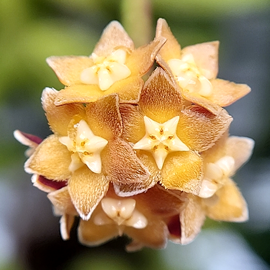 An image of Hoya spartioides blossoms