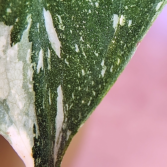 An image of Monstera deliciosa 'Thai Constellation'