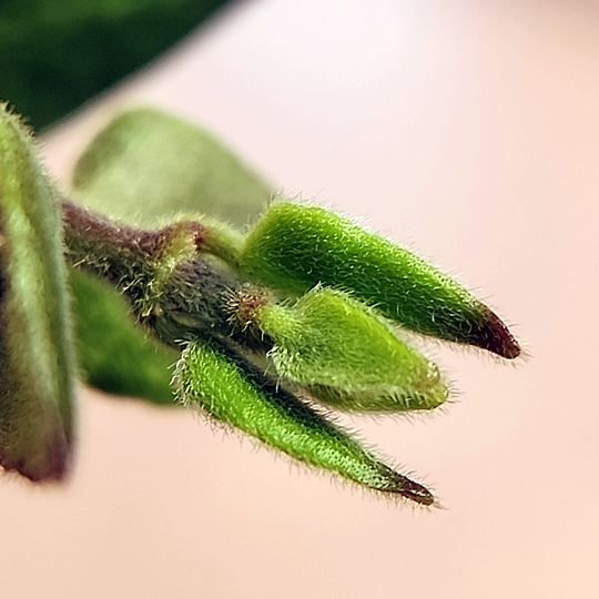 An image of new leaves on Hoya chinghungensis