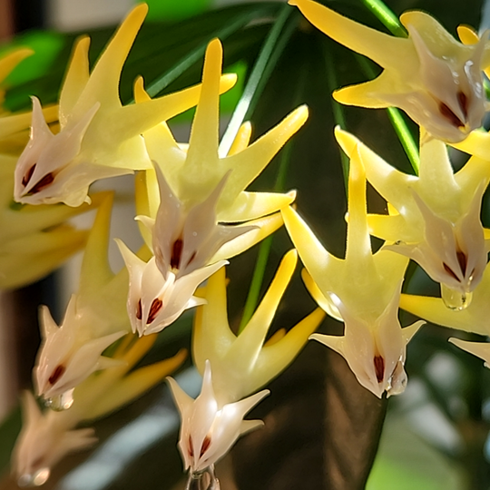 An image of Hoya multiflora in bloom.