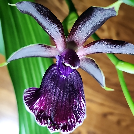 An image of a Zygopetalum orchid in bloom