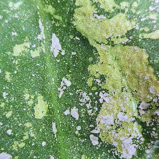 A picture of a close-up of a Hoya undulata leaf.