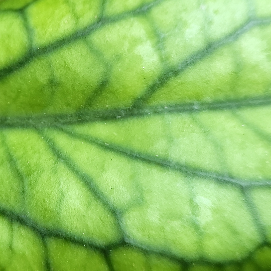 A picture of a Hoya vitellinoides leaf