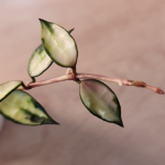 A picture of Hoya lacunosa (inner variegated)