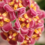A picture of the blossoms on Hoya davidcummingii