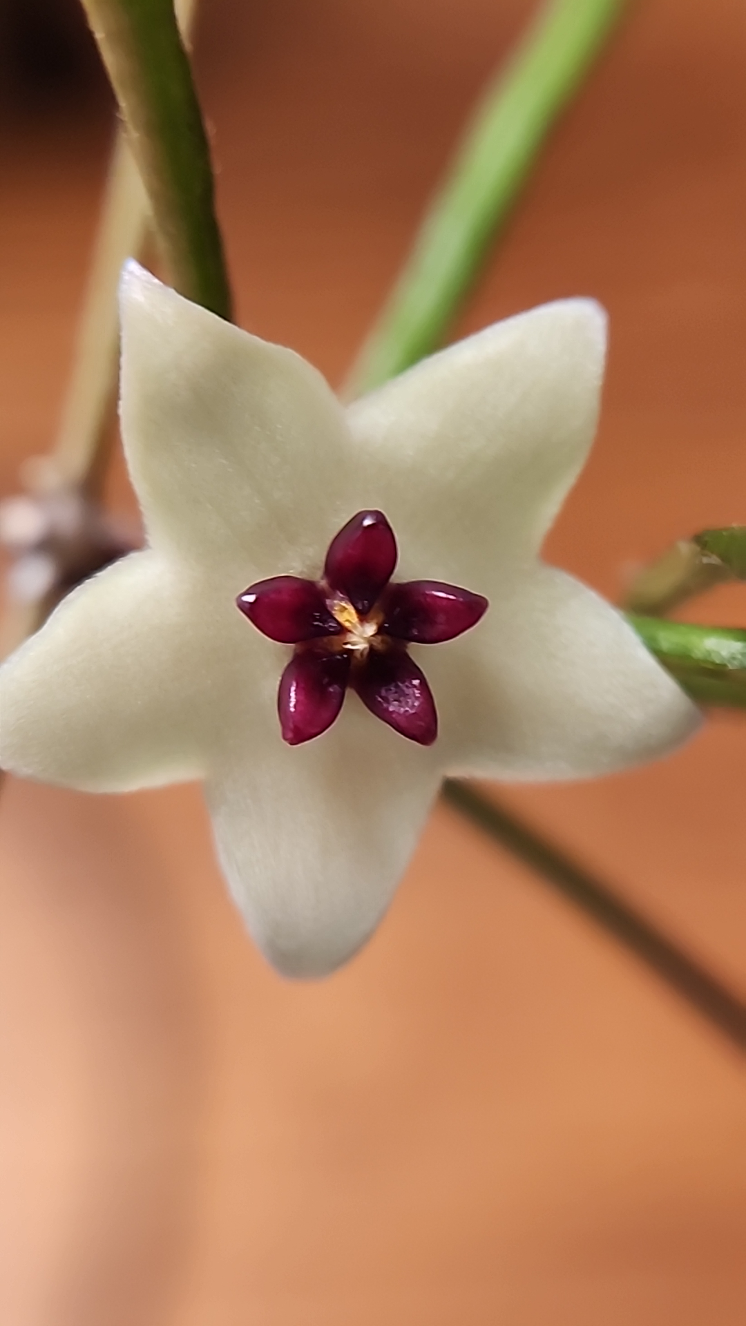 A bloom on Hoya retusa