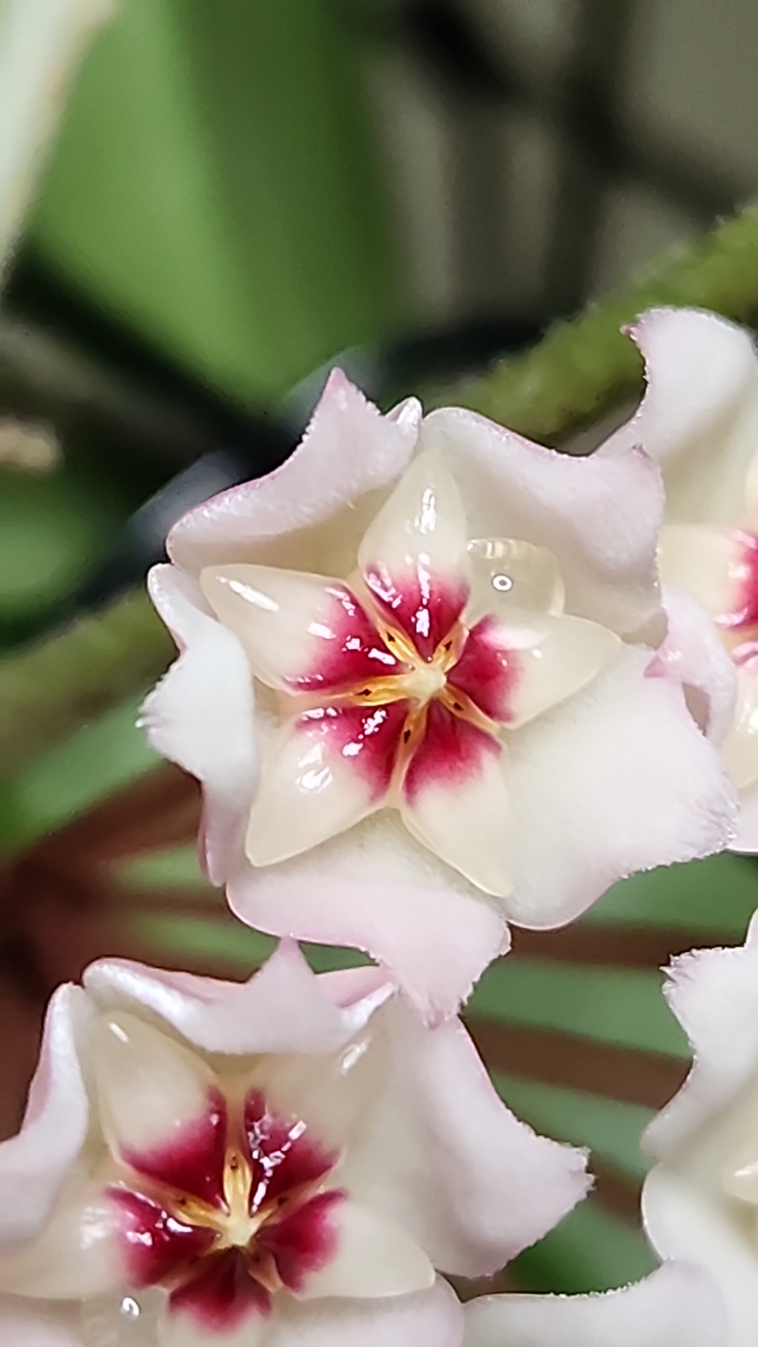 The blooms on a Hoya carnosa 'Wilbur Graves'