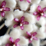 An image of the blooms of Hoya phuwuaensis
