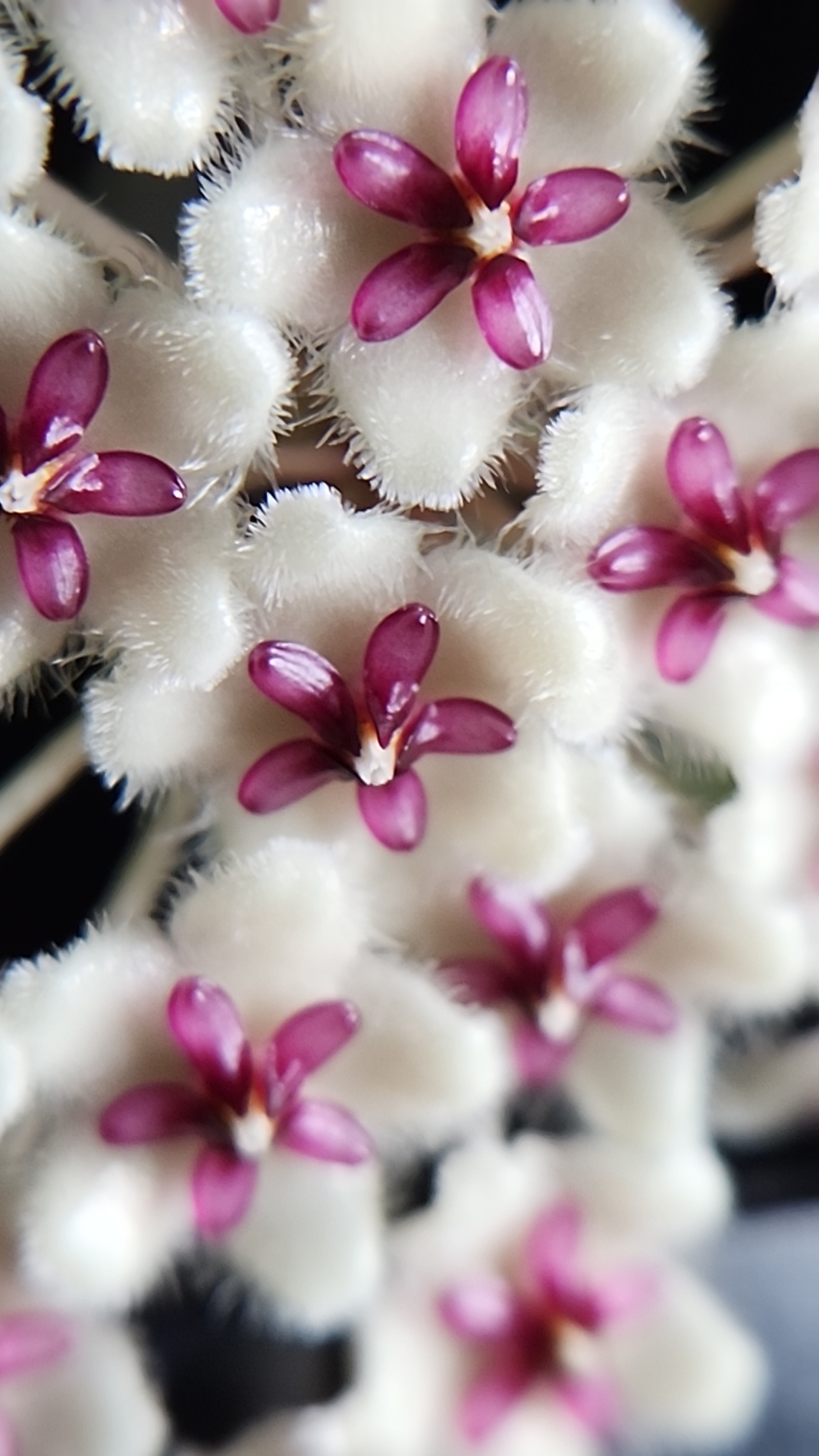 An image of the blooms of Hoya phuwuaensis