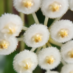 Hoya lacunosa blooms