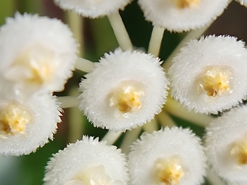 Hoya lacunosa blooms