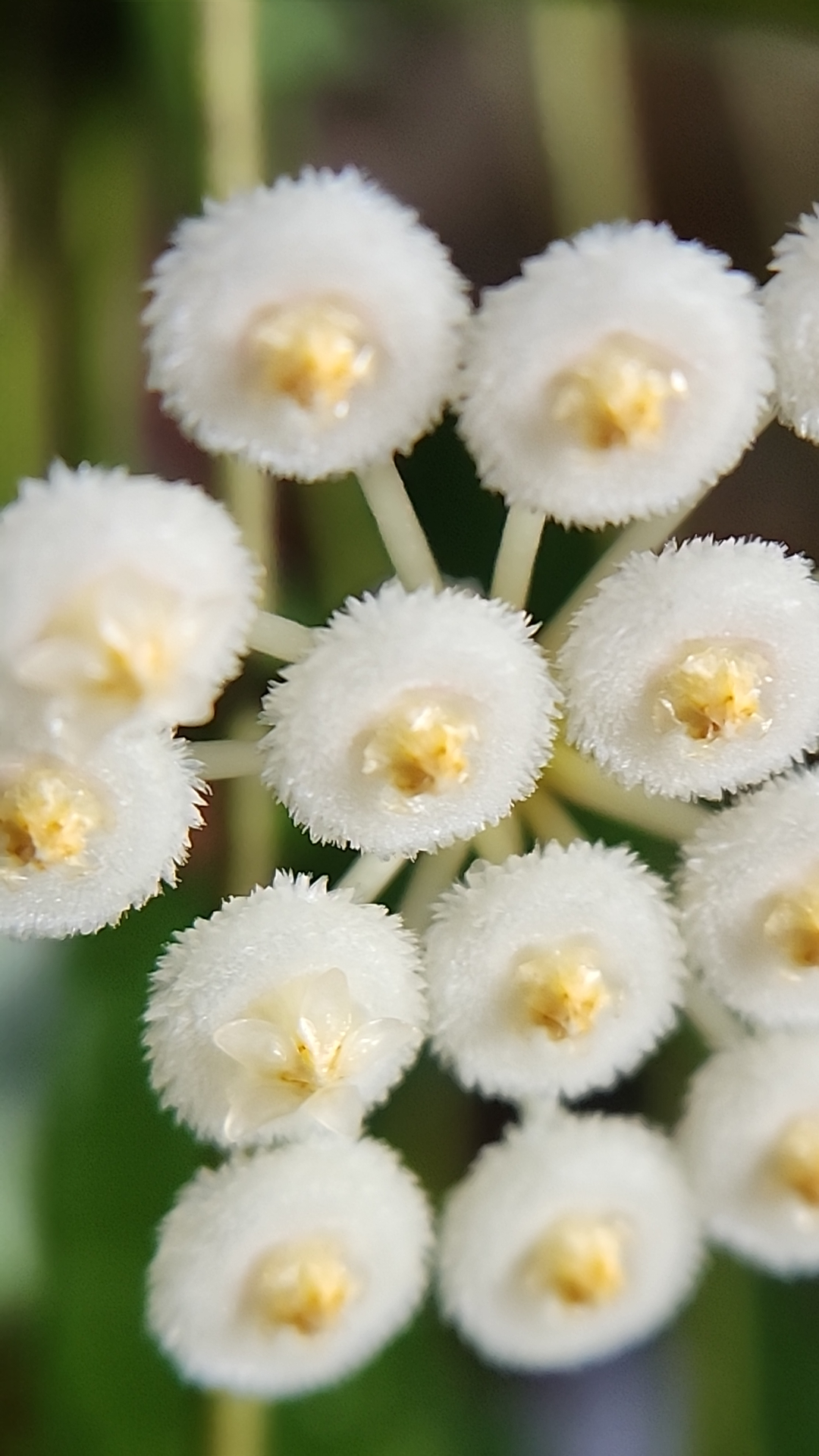 Hoya lacunosa blooms