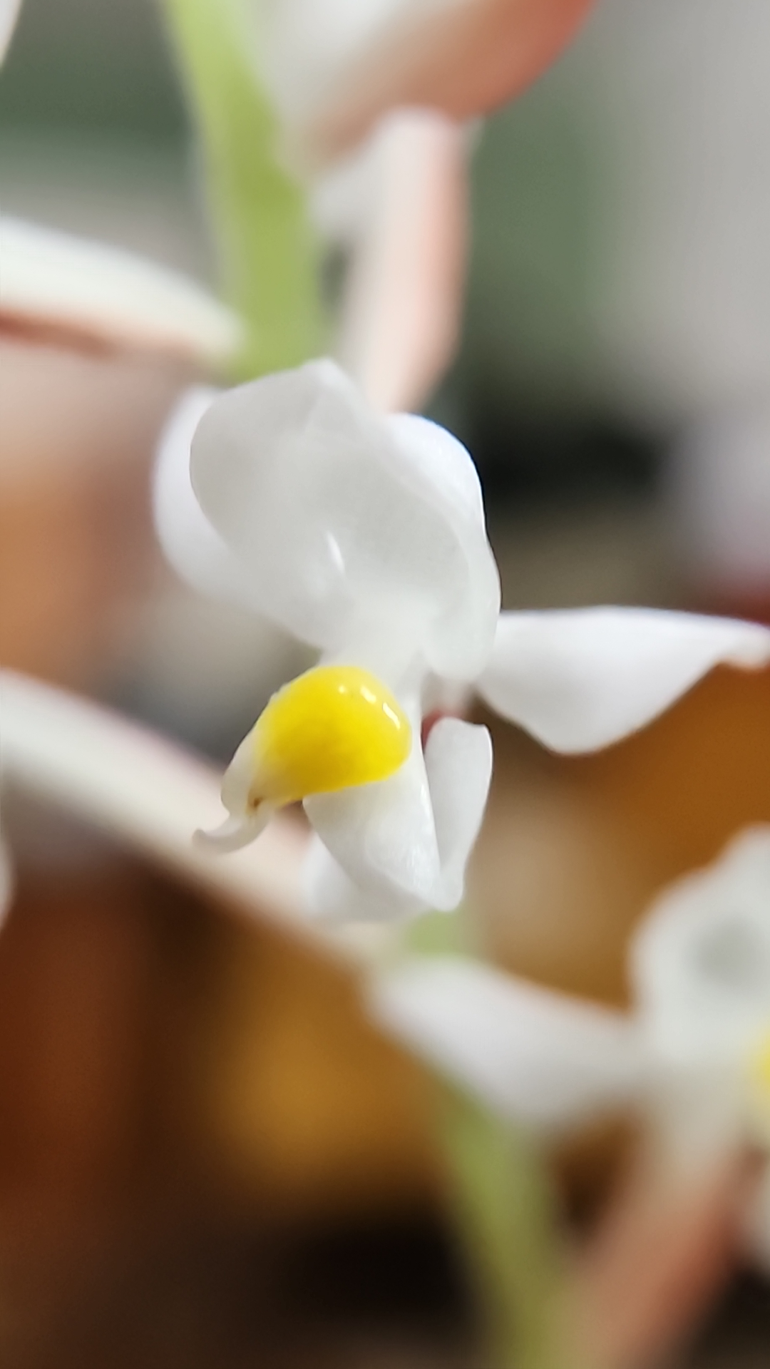 An image of Ludisia discolor in bloom