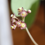 An image of the blooms of Stephania pierrei