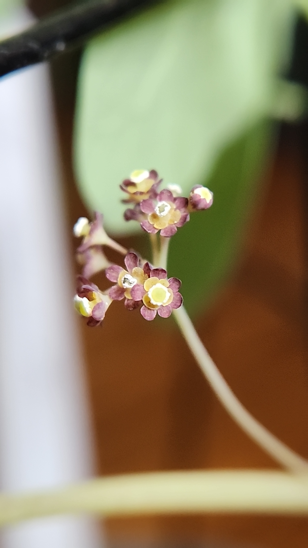 An image of the blooms of Stephania pierrei