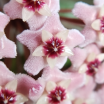 Blooms of Hoya AH074