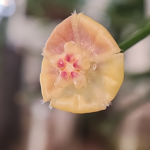 A picture of the blossom of Hoya biruensis.