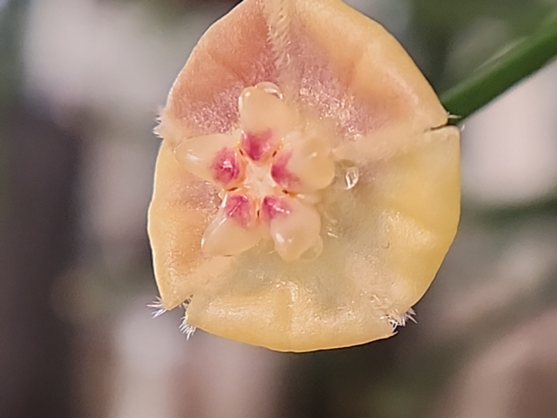A picture of the blossom of Hoya biruensis.
