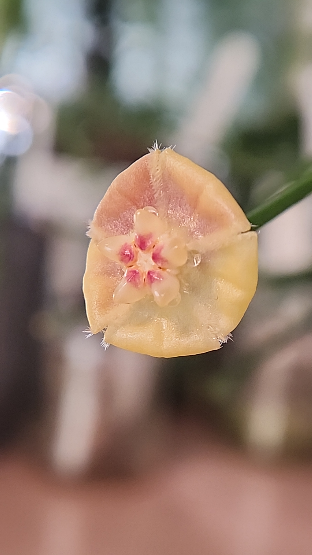 A picture of the blossom of Hoya biruensis.