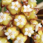 A picture of the blooms on Hoya sp Kalimantan UT-158