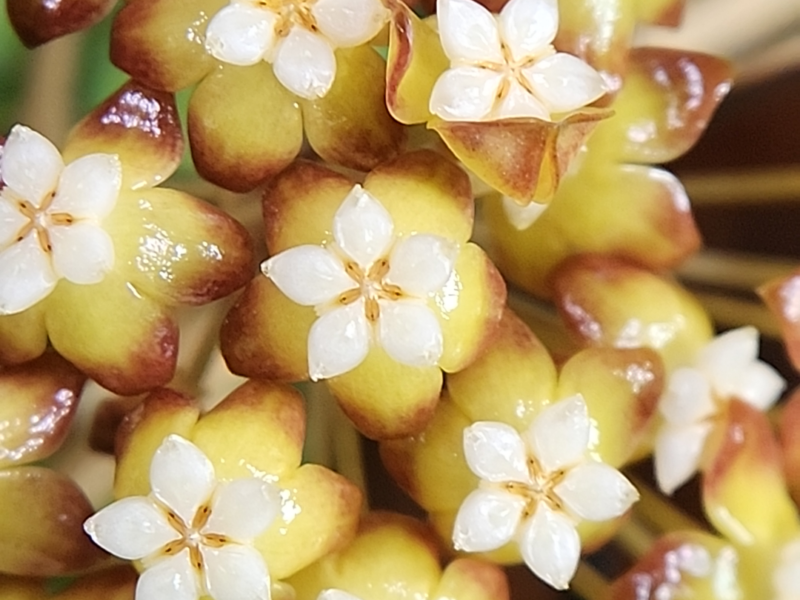 A picture of the blooms on Hoya sp Kalimantan UT-158