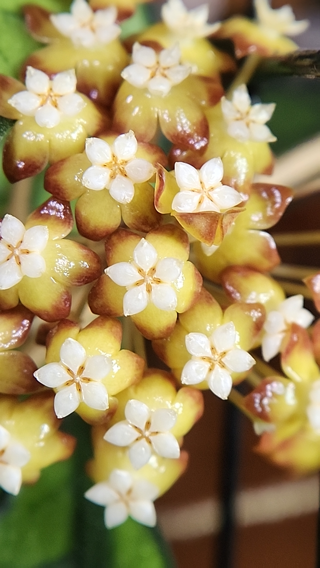 A picture of the blooms on Hoya sp Kalimantan UT-158