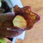 A picture of Sarracenia purpurea.