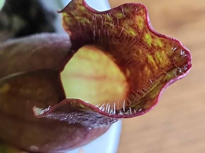 A picture of Sarracenia purpurea.