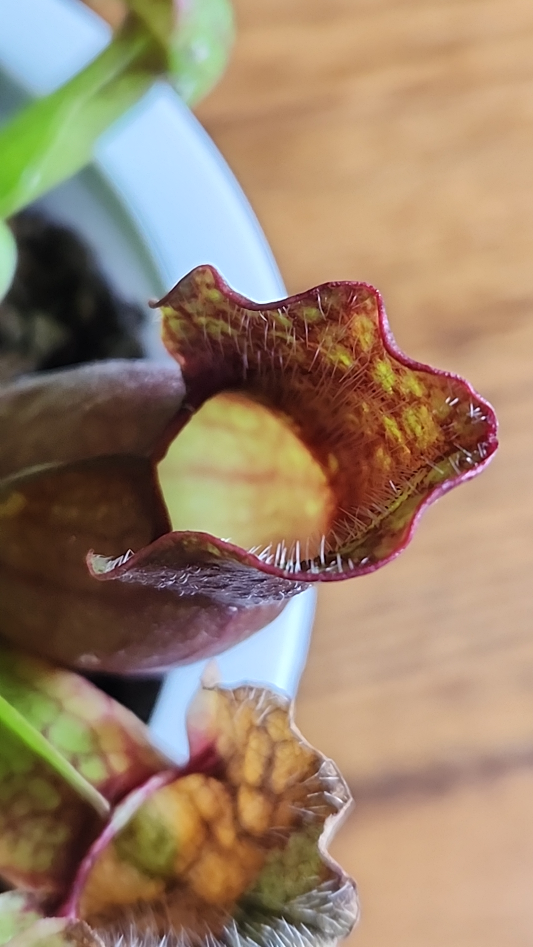 A picture of Sarracenia purpurea.