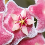 This is an image of Hoya pubicalyx blooms.