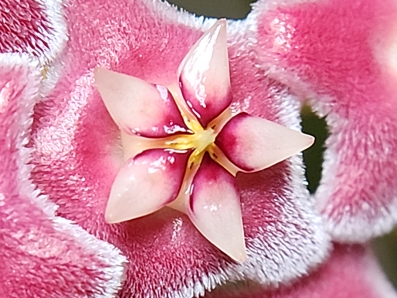 This is an image of Hoya pubicalyx blooms.