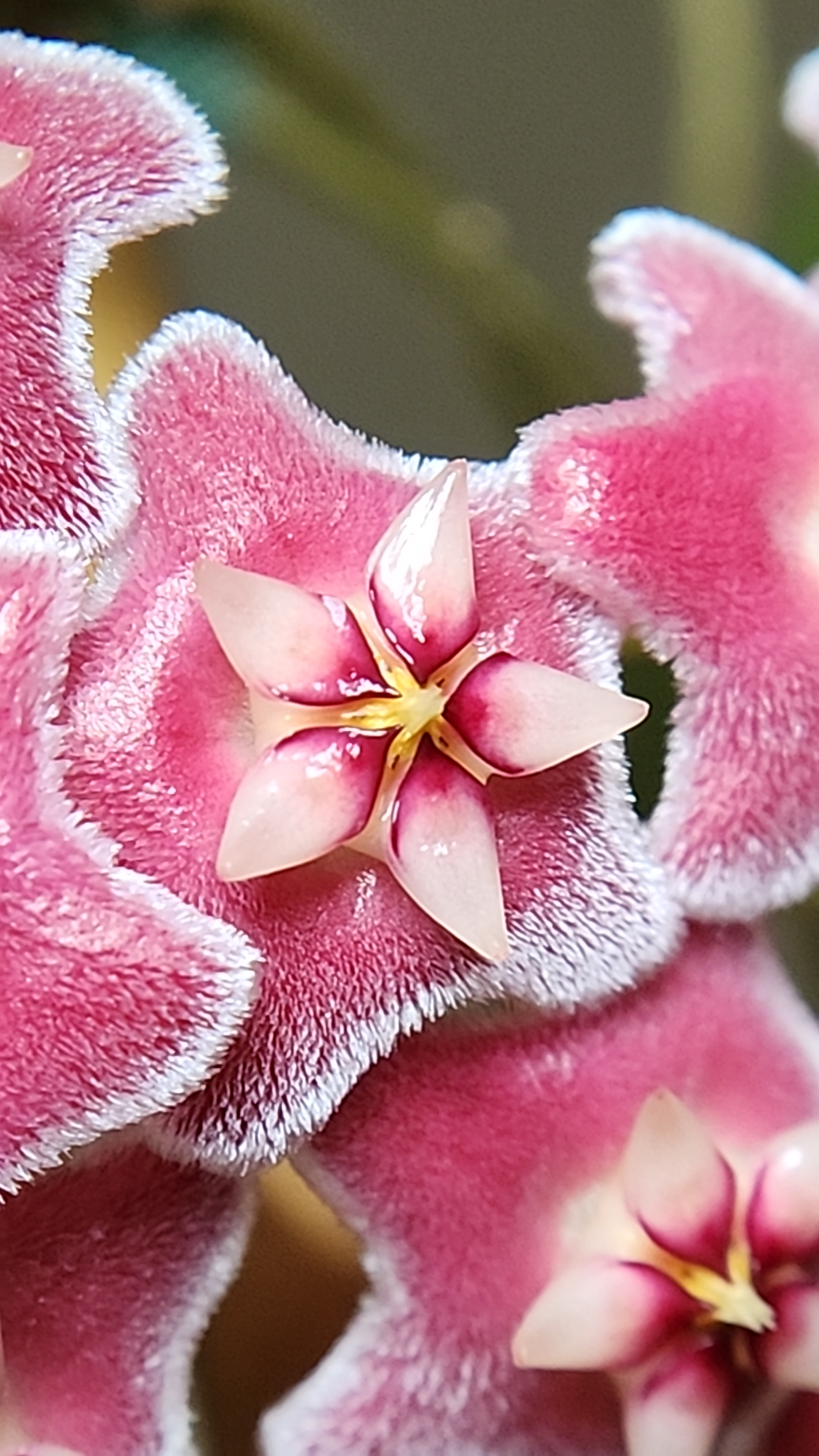 This is an image of Hoya pubicalyx blooms.