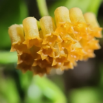 This is an image of Hoya mamasa blooms.