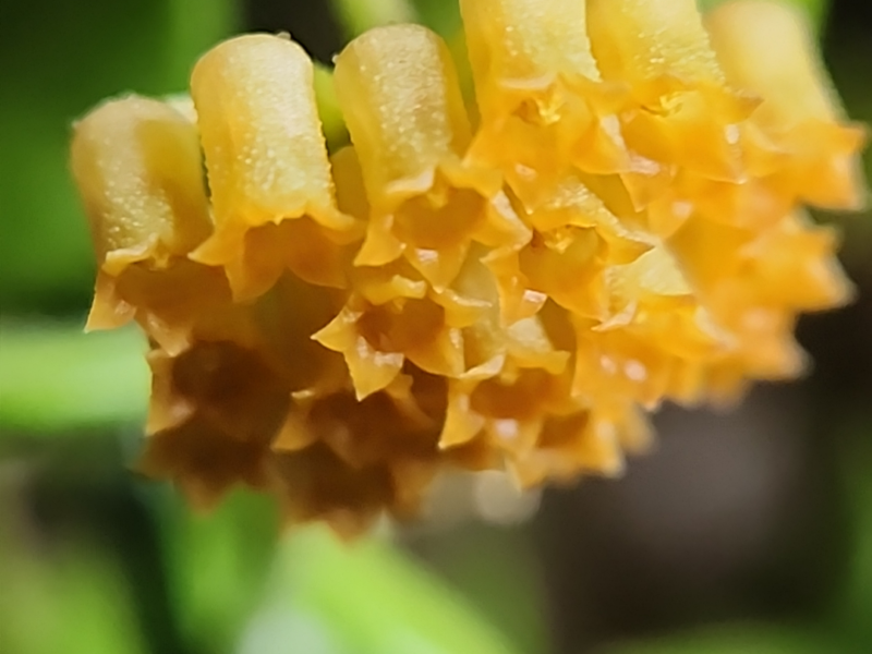 This is an image of Hoya mamasa blooms.