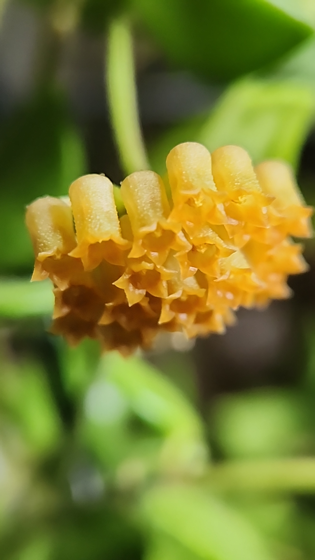 This is an image of Hoya mamasa blooms.
